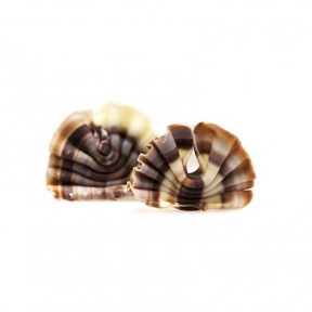 Eventail marbré en chocolat